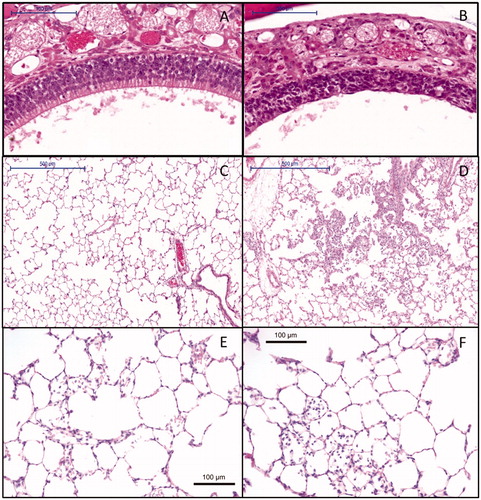 Figure 4. Histopathology of (A) control animal at day 6 with normal olfactory epithelium (10× magnification), (B) degeneration of the nose olfactory epithelium at day 6 at a 6-h concentration equivalent of 13.2 mg/m3 (10× magnification), (C) control animal at day 6 with normal lung alveoli (5× magnification), (D) lung alveolitis at day 6 after exposure to 13.2 mg/m3 (5× magnification), (E) minimal residual inflammatory reaction after recovery period of three weeks 22 d post-exposure to 13.2 mg/m3. Note: cellularity in alveoli and thickened alveolar walls (20× magnification). (F) Minimal residual inflammatory reaction after recovery period of three weeks 22 d post-exposure to 13.2 mg/m3. Note: alveolar macrophages in alveoli at 20× magnification.