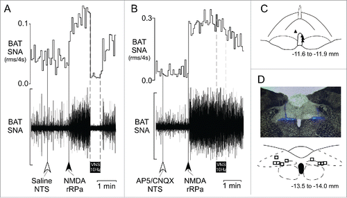 Figure 4. Blockade of glutamate receptors in the nucleus of the solitary tract (NTS) prevents the VNS-evoked inhibition of the increase in BAT SNA evoked by glutamate receptor activation in rRPa. (A) Representative example illustrating the VNS-evoked (10 Hz, 1 ms pulses, between the dotted lines) inhibition of the increase in BAT SNA evoked by nanoinjection (black arrow) of NMDA in the rRPa following nanoinjection (white arrow) of saline in the NTS. (B) Representative example demonstrating the absence of a VNS-evoked (10 Hz, 1 ms pulses, between the dotted lines) inhibition of the increase in BAT SNA evoked by nanoinjection (black arrow) of NMDA in the rRPa after nanoinjection (white arrow) of the glutamate receptor antagonists, AP5/CNQX, in the NTS. (C) Schematic representation of the NMDA nanoinjection sites (solid triangles, one site not recovered) in the rRPa plotted on an atlas drawing, adapted from,Citation27 of a brainstem section at 11.6 to 11.9 mm caudal to bregma, which includes the rRPa. (D) A photomicrograph (upper) of a representative nanoinjection site in the NTS (blue beads) and schematic representation (lower) of the bilateral AP5/CNQX injection sites plotted on an atlas drawing, adapted from,Citation27 of a brainstem section at 13.5 to 14.0 mm caudal to bregma, which includes the medial NTS. Scale bar for BAT SNA is 150 µV and 300 µV in A and B, respectively.