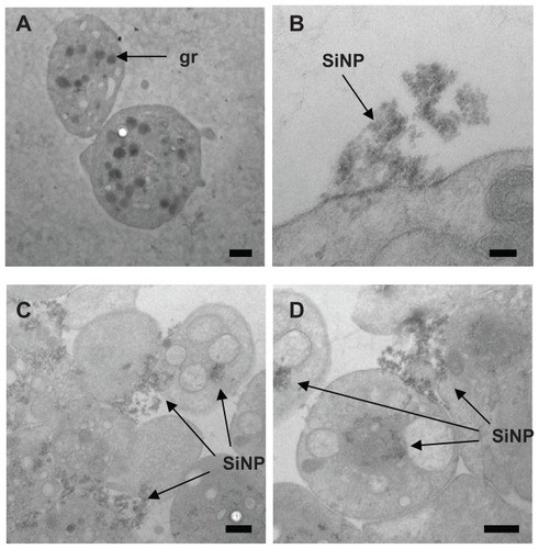 Figure 1 Amorphous SiNP interact with human platelets. As shown by TEM, after exposure of human platelets to 10SiNP (10 μg/mL), nanoparticles rapidly interacted with the platelet surface membrane (B) and induced aggregation (C and D). Unstimulated (resting) platelets were also presented (A).Notes: Scale bars represent 500 nm in A, C, and D; and 100 nm in B.Abbreviations: SiNP, silica nanoparticles; gr, platelet granule; TEM, transmission electron microscopy.