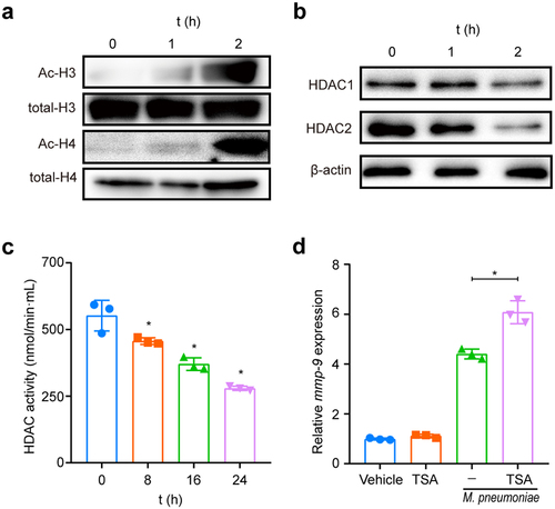 Figure 6. Histone acetylation is required for M. pneumoniae-induced MMP-9 expression. Cells were seeded and infected with M. pneumoniae (MOI = 100) for 0–2 h, and the acetylation status of histones H3 and H4, as well as the expression of HDAC1 and HDAC2 in cells, were detected by immunoblotting (a,b). (c) Total HDAC activity in M. pneumoniae-infected cells was measured (c). BEAS-2B cells were pretreated with an HDAC inhibitor (TSA, 100 ng/ml) for 30 min before infection with M. pneumoniae for 16 h, and qPCR was used to detect MMP-9 mRNA expression (d). The results were obtained from three independent experiments performed in triplicate. *P < 0.05, compared with the indicated groups.