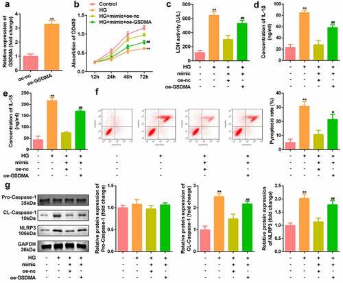 Figure 6. Overexpression of GSDMA reversed the effect of miR-145 on H9c2. a: The level of GSDMA in H9c2 cells overexpressing GSDMA was measured by qRT-PCR. b: Cell viability of miR-145 mimic transfected simultaneously with overexpressing GSDMA was detected by CCK-8. c: The LDH content of cells overexpressing GSDMA upon transfection of the miR-145 mimic was determined using the LDH kit. D-E: The levels of IL-1β and IL-18 in cells overexpressing GSDMA upon transfection of the miR-145 mimic were determined using an ELISA kit. F: Flow cytometry was used to detect the high apoptotic rate associated with GSDMA overexpression in cells transfected with the miR-145 mimic. g: Western blotting was used to detect the protein expression levels of NLRP3 and caspase-1 in cells transfected with miR-145 mimic and overexpressing GSDMA. All experimental results were obtained by repeating three times. *P < 0.05, **P < 0.01, ***P < 0.001; #P < 0.05, ##P < 0.01, ###P < 0.001.