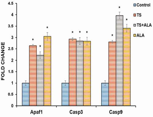 Figure 3. Alteration of Apaf1, Casp 3 and Casp 9 mRNA expression levels in female offspring ovaries of tobacco smoke and/or ALA treatment. Compared to control group; Apaf1, Casp 3 and Casp 9 gene expressions significantly increased in TS, TS+ALA and ALA groups (p < 0.05). Each experimental group consisted of 7 rats. Data are given as mean ± SD. * p < 0.05 (one-way ANOVA and post hoc Tukey test). ALA: Alfa lipoic acid, TS: Tobacco smoke.