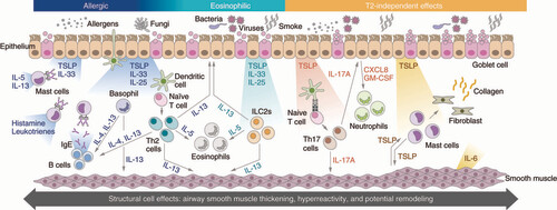 Figure 1. Role of thymic stromal lymphopoietin in driving disease mechanisms in different asthma endotypes.In allergic eosinophilic inflammation, TSLP initiates pathways involving Th2 lymphocytes, basophils, and mast cells to drive airway eosinophilia. In non-allergic eosinophilic inflammation, TSLP activates innate lymphocytes such as ILC2s that contribute to airway eosinophilia. TSLP also mediates structural mechanisms that contribute to airway remodeling, involving airway smooth muscle cells and fibroblasts.IgE: Immunoglobulin E; IL: Interleukin; ILC2: Group 2 innate lymphoid cell; T2: Type 2; Th: T helper; TSLP: Thymic stromal lymphopoietin.Reproduced with permission from [Citation2].