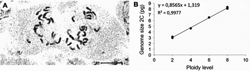 Figure 1 (A) Metaphase plate of Valeriana officinalis showing 2n = 6x = 42 chromosomes. Scale bar: 10 μm. (B) Scatter plot showing correlation between the genome sizes and ploidy levels in Valeriana officinalis, using data from Hidalgo et al. (Citation2010) and the present study.