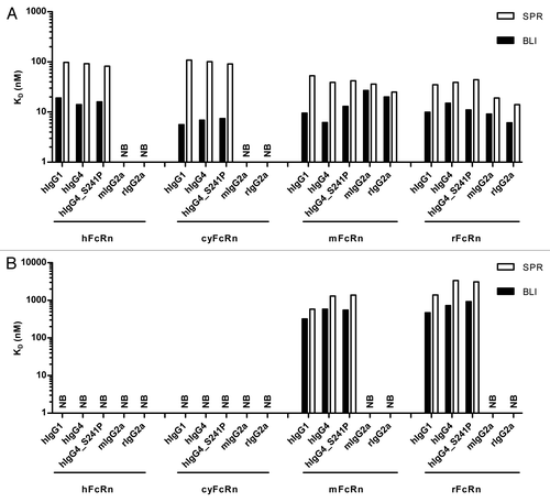 Figure 7. Comparison of determined equilibrium dissociation constants (KD) of the interaction of different IgG molecules with FcRn from different species at pH 6.0 and pH 7.2. Binding of different MOR03207 IgG molecules to human (h), cynomolgus monkey (cy), mouse (m) and rat (r) FcRn at pH 6.0 (A) and pH 7.2 (B) was determined by SPR (white bars) and BLI (black bars; see Materials and Methods for details). Qualitative binding results were in good agreement, however, absolute KD values differed by a factor of up to ~7 between different methods at both pH values analyzed except for binding to cyFcRn. Here, KD values by SPR were up to ~19-fold increased compared with BLI results at pH 6.0. For details see Results and Discussion. NB, no or negligible binding observed.