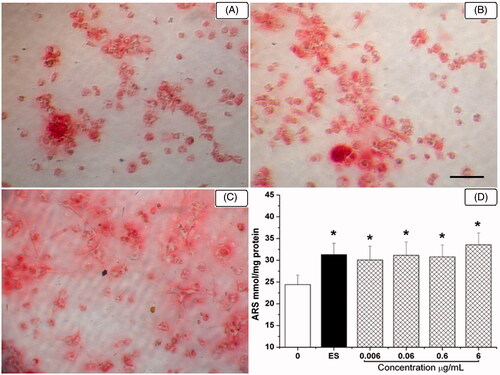 Figure 4. HETF stimulated the osteogenic differentiation of MSCs by increasing bone nodules formation. In vitro matrix mineralization in the presence of HETF and 17β-estradiol stained by alizarin red S (40×, A–C). (A) Mineralization supplement (MS); (B) MS + 17β-estradiol; (C) MS + HETF; scale bar = 20 μm; (D) Quantification of alizarin red S staining. Values are presented as means ± SD (n = 6 per group). *p < 0.05 compared with MS.