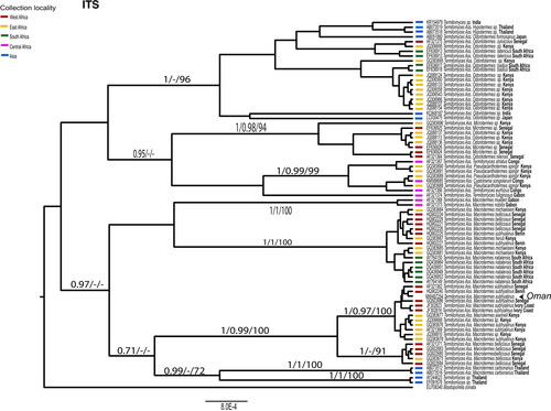 Figure 4. Phylogenetic relationships of the Omani populations of Termitomyces based on Bayesian analysis (BEAST) of the ITS region. Support values are shown above nodes (MrBayes/BEAST/bootstrap support). Collection locality is indicated by colored bars next to tips. GenBank accession numbers correspond to those in.