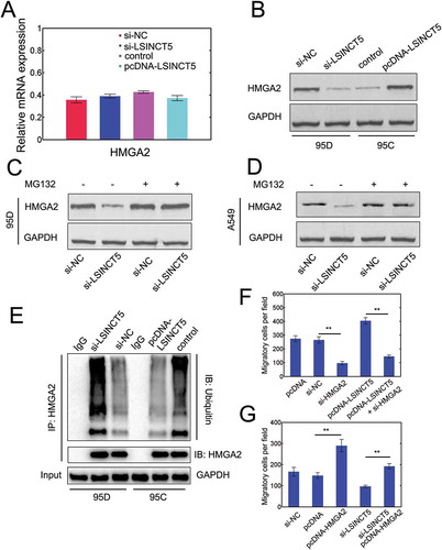 Figure 6. LSINCT5 physically interacts with HMGA2 to inhibit its degradation. (A) Relative HMGA2 mRNA levels with si-LSINCT5 transfection in 95D cells or pcDNA-LSINCT5 transfection in 95C cells. (B) Immunoblots for HMGA2 protein expression by si-LSINCT5 in 95D cells or pcDNA-LSINCT5 transfection in 95C cells. (C) 95D cells were transfected with si-NC or si-LSINCT5 and then treated with MG132 (30 μM) for 12 h followed by immunoblot for HMGA2. (D) A549 cells were transfected with si-NC or si-LSINCT5 and then treated with MG132 (30 μM) for 12 h followed by immunoblot for HMGA2. (E) Cell lysates from 95D cells with si-LSINCT5 or 95C cells with LSINCT5 overexpression were immunoprecipitated with HMGA2 and then subject to immunoblot towards ubiquitin or HMGA2. (F) Migration in 95D cells transfected with pcDNA, si-NC, si-HMGA2 (#2), pcDNA-LSINCT5 or pcDNA-LSINCT5 plus si-HMGA2. **: P < 0.01. (G) Rescue transwell migration assays were done in 95C cells. LSINCT5 were silenced or not and 95C cells were transfected with either pcDNA or pcDNA-HMGA2. **: P < 0.01