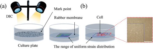 Figure 2. (a) The process of measuring strain by Digital Image Correlation (DIC) equipment. The strain size is obtained by Matlab software to obtain the range of uniform strain distribution. (b) Control cell growth in the range of uniform strain. The cells were cultured on a BioFlex culture plate for 7 days and basically grew in the range of uniform strain. Scale bar: 500 μm.