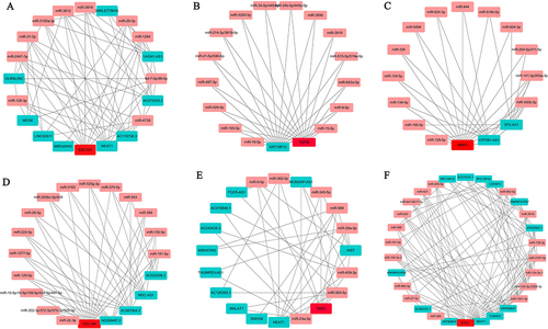 Figure 8 Construction of the upstream regulatory network of hub genes. Base on the ENCORI database, we predicted miRNAs that simultaneously target COL1A1 (A), TGFBI (B), MMP1 (C), COL4A1 (D), NID2 (E), CXCL1 (F) and their ceRNA molecules. Then, the list of these candidate hub genes, lncRNAs and miRNAs were imported into Cytoscape software to construct the ceRNA network of hub genes. The red color represents hub genes, the pink color represents miRNAs, and the fruit green color represents lncRNAs. The connecting lines between different genes represent the predicted interactions.