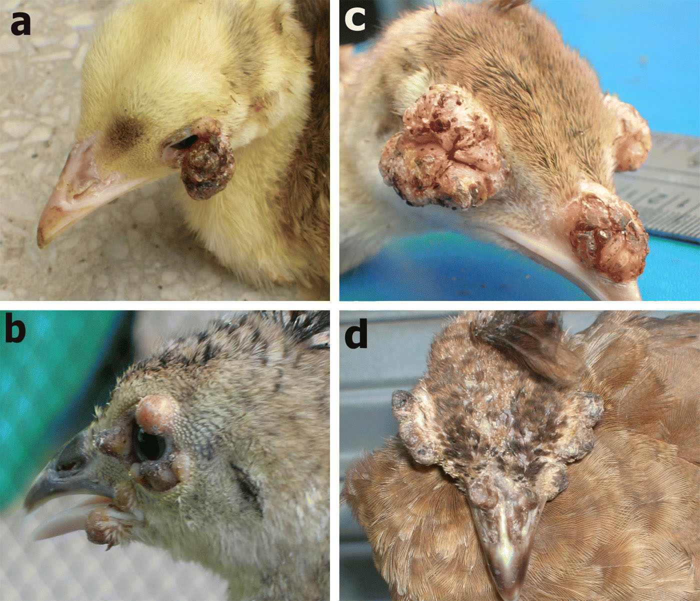 Figure 2.  Gross lesions of avian pox in peafowl chicks on the eye and beak. 2a: well developed lesions on the eye lid, eye is partially open. 2b: multiple nodular growth around the eye and also on the beak. 2c: note the cauliflower-like growth on the eye and beak. 2d: scar formation of the lesions on and around the eye and beak, still eyes are closed due to lesions.