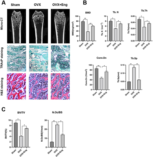 Figure 6 Eng prevents OVX-induced bone mass loss in vivo. All mice were randomly divided into three groups: Sham group (n=5), OVX group (n=5), and OVX+Eng (5 mg/kg) group (n=5). Bilateral ovariectomy was performed to induce osteoporosis under tribromoethanol anesthesia in OVX and OVX+Eng groups. For the mice of sham group, the ovaries were only exteriorized but not resected. All mice had 7 days recovery after the operations, then an intraperitoneal injection of Eng (5 mg/kg every other days for 8 weeks) was performed for the mice in the OVX+Eng group. The sham and OVX group mice were intraperitoneally injected with DMSO (1% in normal saline) as a vehicle control. (A) Images of micro-CT analysis and representative images of H&E, TRAP staining of decalcified bone sections. (B) Graphic representation of Bone mineral density (BMD), trabecular number (Tb. N), trabecular thickness (Tb. Th), trabecular space (Tb. Sp) and connectivity density (Conn.D), (n=5 per group). (C) Quantitative analyses of bone volume per tissue volume (BV/TV) and osteoclast number/bone surface (N. Oc/BS) in tissue sections (n=6 per group). All bar charts are presented as mean ± SD. *P<0.05, **P<0.01, ns: not statistically significant, vs OVX group.