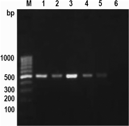 Figure 2.  PCR amplification pattern of mitochondrial 16S rRNA gene in cooked meat emulsion. Note: Lane M: 100 bp Ladder, Lane 1: cattle, Lane 2: buffalo, Lane 3: sheep, Lane 4: goat, Lane 5: pig and Lane 6: negative control.