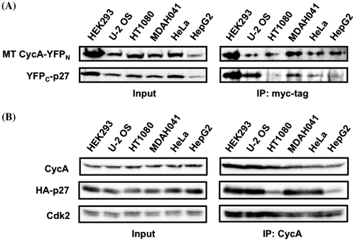 Fig. 4. Co-immunoprecipitation of CycA and p27 proteins in various cancer cell lines. (A) HEK293, U-2 OS, HT1080, MDAH041, HeLa, and HepG2 cells were co-transfected with 10 μg each of the split-YFP expression vectors (10 μM MG132 was added for HT1080 and MDAH041), and the cell extracts were subjected to anti-myc tag immunoprecipitation, followed by Western Analysis using antibodies against myc tag and p27. (B) The above six cell lines were transfected with 1 μg (HEK293), 2 μg (HT1080), 3 μg (U-2 OS, HeLa) or 5 μg (MDAH041, HepG2) of HA-p27 expression vector to equalize the expression level, and the cell extracts were subjected to anti-CycA immunoprecipitation, followed by Western Analysis using antibodies against CycA, HA tag, and Cdk2. See Supplementary Fig. S4 for quantified data.