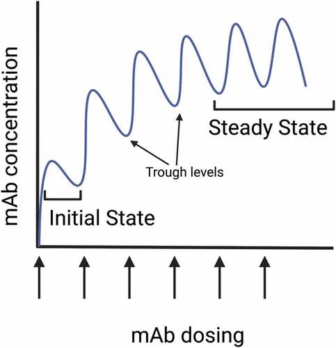 Figure 2. PK of multiple dosing of the mAb. If mAbs are administered at fixed doses and intervals, mAb accumulation occurs if intake exceeds elimination. The steady state is defined by the state where drug concentration reaches plateau so that the maximum and minimum concentrations are the same. The initial state is the state following the first administration of mAb until the second dose is administered. This figure was created with BioRender.Com.