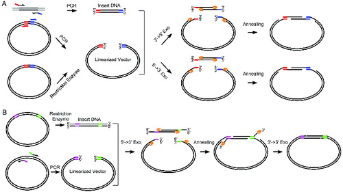 Figure 1. Complementary annealing mediated by exonuclease (CAME) for seamless cloning. (A) Insert DNA is amplified using PCR primers tailed by the sequences of more than 15 bp complementary to the backbone vector. Linearized vector can be generated by either restriction enzymatic digest or PCR. Enzymes either with 3′→5′ or 5′→3′ exonuclease activity are used to create single strand overhang. The two substrates are joined through annealing. (B) When PCR amplification of insert is difficult, insert can be generated by restriction enzyme digest, but the resulted fragment likely carries undesired sequences. Vector is then amplified using PCR primers containing sequences complementary to the insert. A sequential treatment with 5′→3′ exonuclease and 3′→5′ exonuclease ensures the formation of nicked circle. The gapped (A) or nicked (B) circle can be repaired after transformed into host cells.