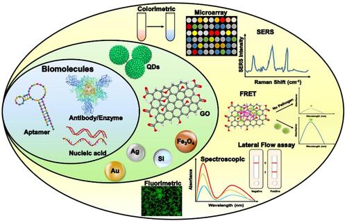 Figure 4 Application of biorecognition elements of a biosensor to develop a sensing platform against SARS-CoV-2. Copied from Gupta R, Sagar P, Priyadarshi N, et al. Nanotechnlogy-based approaches for the detection of SARS-CoV-2. Front. Nanotechnol. 2020;2:589832. doi: 10.3389/fnano.2020.589832.Citation96