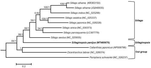Figure 1. Phylogenetic tree using BI and ML methods among eight Sillaginidae species based on concatenated sequences of the 12 PCGs. The Bayesian topology was similar to the result of the maximum likelihood tree. Bootstrap support values/Bayesian posterior probabilities were displayed at branch nodes. Three species of the suborder Percoidei, Callanthias japonicus, Dicentrarchus labrax and Pempheris schwenkii, were selected as outgroup species.