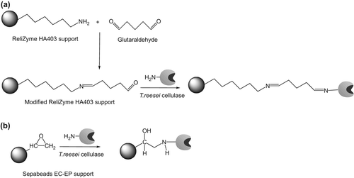 Figure 1. The procedure for immobilization of cellulase onto modified ReliZyme HA403 and Sepabeads EC-EP commercial supports.