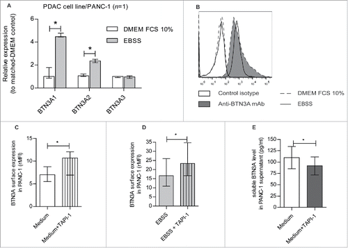 Figure 4. Nutrient starvation-induced regulation of BTN3A isoforms, BTN3A surface expression and release under soluble form. (A) Transcriptional analysis by qRT PCR of the 3 BTN3A isoforms expression in PANC-1 cell line under nutrient starvation. Data were normalized using Peptidylprolyl isomerase A (PPIA) as an endogenous control; (ΔCt = Ct target gene –Ct PPIA) and fold change (2−ΔΔCt) was established using the expression of the matched BTN3A isoform in the DMEM FCS 10% condition as a calibrator gene. Results were expressed as median 2−ΔΔCt ± interquartile range and statistical significance was established using Mann Whitney U Test. *p < 0.05. Cumulative data from 2 independent experiments performed in duplicate. (B) BTN3A surface expression under nutrient starvation. Flow cytometry analysis of BTN3A surface expression in PANC-1 cell line and PDAC-PDX CRCM 04, cultured with DMEM FCS 10% (medium, dashed line) or EBSS (nutrient starvation, full line). Control isotype (open histogram) and anti-BTN3A mAb (filled histogram) are depicted. Representative data from 2 independent experiments. (C, D) Effect of MMP inhibitor TAPI-1 on BTN3A surface expression. Flow cytometry analysis of BTN3A expression in PANC-1 cell line treated or not with TAPI-1 (20 µM), under DMEM 10% FCS culture (C) and 24 hours-nutrient starvation (D). Cumulative data from 3 independent experiments. Results are expressed as median of Median Fluorescence Intensity Ratio (rMFI) ± interquartile range and statistical significance was established using paired t-test. *p < 0.05. (E) Effect of MMP inhibitor TAPI-1 on BTN3A release as a soluble form. ELISA analysis of BTN3A in PANC-1 supernatants treated or not with TAPI-1 (20 µM). Concentrations are expressed in pg/ml. Cumulative data of 2 independent experiments performed in duplicate. Statistical significance was established using paired t-test. *p < 0.05.