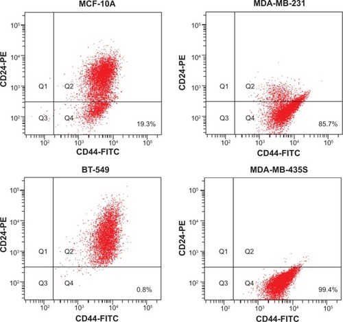 Figure 1 Identification of a CD44+/CD24− subpopulation in breast cancer cell lines MCF-10A, MDA-MB-231, BT-549, and MDA-MB-435S by flow cytometry.Notes: Cells in Q4 correspond to CD44+/CD24− cells. MDA-MB-435S shows highest proportion of CD44+/CD24− antigen phenotype among other cell lines.Abbreviations: FITC, fluorescein isothiocyanate; PE, phycoerythrin.