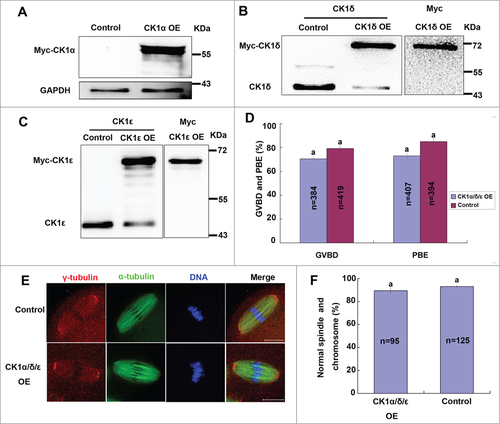 Figure 6. Effect of wild type CK1 overexpression on mouse oocyte meiosis. (A-C) Oocytes were injected with 1 μg/μl myc-CK1α, myc-CK1δ or myc-CK1ε mRNA, respectively. Control oocytes were injected with Rnase-free water. After 12 hours arresting at GV stage, these oocytes were collected for protein gel blot analysis of the expression of endogenous and/or exogenous protein. (D) Oocytes were injected with a mixture of 1 μg/ul myc-CK1α, 1 μg/μl myc-CK1δ and 1 μg/μl myc-CK1ε, control oocytes were injected with Rnase-free water. After 24 hours of arresting at GV stage, oocytes were released and cultured for 14h. The rates of GVBD and PBE were calculated respectively. Data are presented as mean±s.e.m. The same superscript letters indicate no statistical difference (p > 0.05). (E) Representative images of spindles and chromosomes in CK1 overexpression group and control group. Oocytes of CK1 overexpression group and control group were cultured to MII stage, then fixed and stained for γ-tubulin (red), α-tubulin (green) and DNA (blue). Bar=20 μm. (F) Percentage of oocytes with normal spindles and chromosomes in CK1 overexpression group and control group. The same superscript letters indicate no statistical difference (p > 0.05).