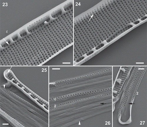 Figs 23–27. Nitzschia varelae, sp. nov., clone NIT952cat from Clot Lagoon, SEM (all specimens tilted through 25°). Fig. 23. Valve centre inside, showing raphe endings and widely separated rib-like fibulae linked at their bases by a shallow longitudinal ridge (arrow). The raphe slits end symmetrically in a small nodule resembling a double helictoglossa. Note that each uniseriate stria (apart from two at the centre) is represented within the raphe canal by two poroids. Fig. 24. Valve centre inside, looking towards the distal mantle: note the slightly wider separation of the poroids at the junction of valve face and mantle (arrow). Fig. 25. Valve pole inside with helictoglossa (arrow). Note also the open end of band 1 (valvocopula; arrowhead), which bears two longitudinal rows of poroids. Figs 26, 27. Girdle bands: Fig. 26 shows the central part of a disassembled girdle, while Fig. 27 shows a polar view of the most advalvar bands. Band 1 (‘1’) bears two rows of relatively widely spaced poroids, while another advalvar band (probably band 2: ‘2’) bears only one row of slightly more densely spaced poroids; bands further from the valve (e.g. black arrows) have much smaller and more densely spaced poroids or are plain (arrowhead, Fig. 26). Scale bars = 500 nm.