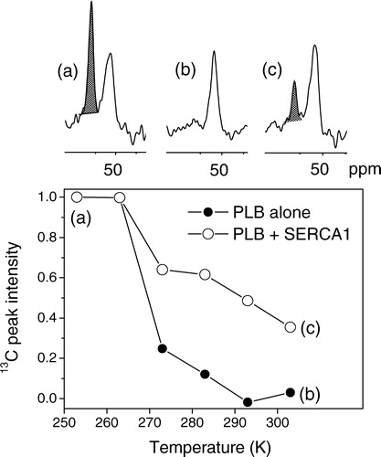 Figure 2. The results of 13C CP-MAS NMR experiments obtained from DOPC membranes containing [α-13C-L44]AAA-PLB with or without SERCA1. Regions of the NMR spectra of membranes containing SERCA1 at 253 K and 303 K are shown in (a) and (c). The peak of interest assigned to AAA-PLB is shaded for clarity. The spectrum of membranes without SERCA1 at 303 K is shown in (b). Each spectrum was collected after the accumulation of 4096 transients. Below the spectra are shown plots of the areas of the peak at 56 ppm assigned to AAA-PLB over the temperature range 253 K to 303 K. The intensity values corresponding to the spectra shown above the graph are denoted a–c. The sample spinning rate was 4 kHz.