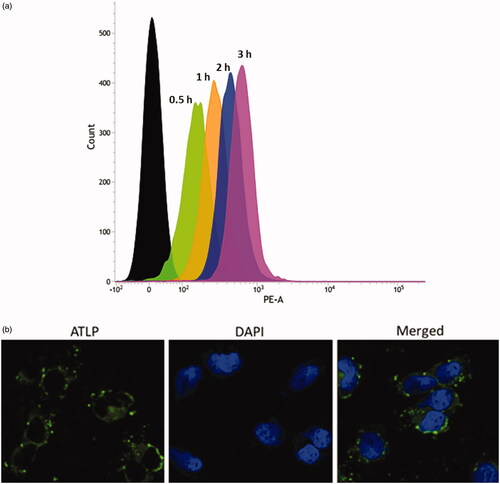 Figure 3. (a) Flow cytometric analysis of cellular uptake of ATLP in Caco-2 cells in time-dependent manner; (b) confocal laser scanning microscopy (CLSM) analysis of uptake of nanoparticles in the Caco-2 cells after 2 h of incubation.