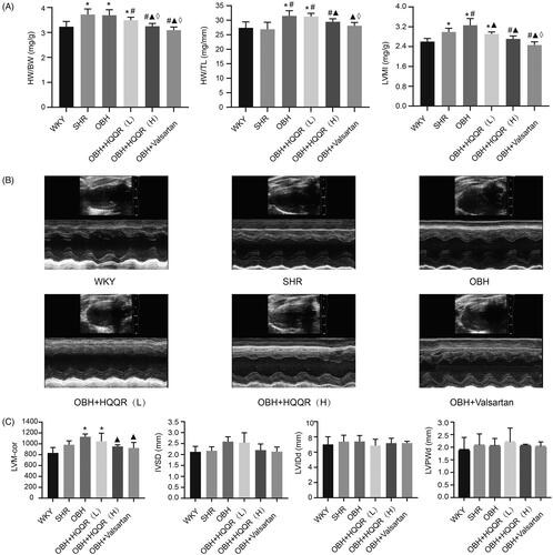 Figure 3. HQQR alleviated LVH in OBH rats. (A) Measurements of heart weight/body weight (HW/BW), heart weight/tibia length (HW/TL), and left ventricle mass/body weight (LVMI) after 10 weeks of treatment. (B) Representative images of cardiac echocardiography after 10 weeks of treatment. (C) Left ventricular mass (LVM-cor), interventricular septal thickness (IVSD), left ventricular internal diameter at end-diastole (LVIDd) and left ventricular posterior wall thickness in diastole (LVPWd). *p < 0.05 vs. WKY group; #p < 0.05 vs. SHR group; ▲p < 0.05 vs. OBH group; ⋄p < 0.05 vs. OBH + HQQR(L) group.