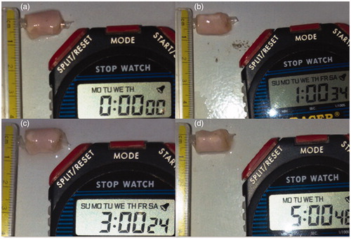 Figure 8. (a) Original diameter of polymeric stent after insertion into Goat vessel, Ex-vivo behavior of stent (b) 1 min, (c) 3 min, (d) 5 min.