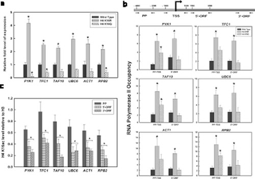 Figure 1. Constitutive Gene Expression in H4K16 mutants and the status of H4K16 acetylation during transcription. (a) RNA was isolated from wild type and H4 K16 mutant strains, followed by RT-qPCR to check expression of six constitutively active genes- PYK1, TFC1, TAF10, UBC6, ACT1 and RPB2. ChIP analyses with (b) RNAPII antibody to check recruitment at the promoter, TSS (PP-TSS) and 5’ end (5’-ORF) (c) anti-acetyl H4K16 antibody in wild type cells to check the level of acetylation at the promoter proximal region (PP), 5’ end (5’-ORF) and 3’end (3’-ORF) of the constitutively transcribing genes mentioned above. The H4K16 acetylation levels were normalized to ChIP data of the same regions with anti-H3 antibody and graphically plotted. Data represent the mean for three independent experiments with standard error of mean bars and asterisks indicate t-test significant P values < 0.05