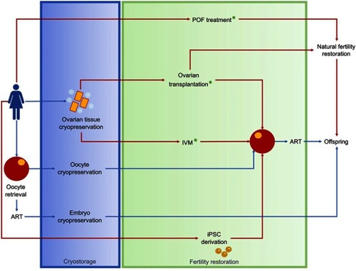 Figure 4 Fertility preservation in females.