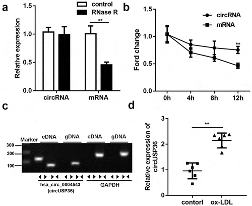 Figure 1. circUSP36 expression was upregulated in ox-LDL-treated endothelial cells. (a) qRT-PCR analysis for circUSP36 expression in endothelial cells treated with or without RNase R digestion (n = 3). (b) qRT-PCR detection of circUSP36 and linear mRNA in endothelial cells exposed to Actinomycin D (n = 3). (c) Divergent primers could amplify circUSP36 in cDNA but not gDNA (n = 3). (d) circUSP36 expression in endothelial cells treated with or without ox-LDL was detected via use of qRT-PCR assay (n = 3). **P < 0.01