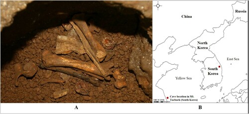 Figure 1. The animal bone specimens from a natural limestone cave in Mt. Taebaek in South Korea that we used in this study – (A) bone specimen and (B) cave location (marked with a red dot).