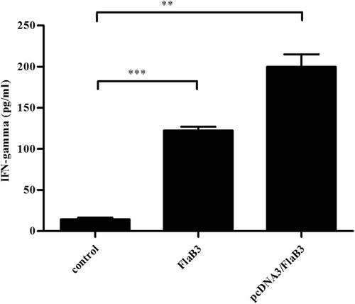 Fig. 2 Production of cytokines in the sera of the pcDNA3-, recombinant FlaB3-, and pcDNA3/FlaB3-immunized rabbits.Sera collected from immunized and nonimmunized rabbits were evaluated with an IFN-γ ELISA kit according to the manufacturer’s protocols. The means ± SDs are the results from three individual rabbit sera in three independent experiments (**P < 0.01, ***P < 0.001)