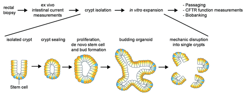 Figure 1. Schematic representation of organoid generation from rectal suction biopsies. Crypts are isolated from rectal biopsies of CF subjects that self-organize into closed 3D multicellular structures consisting of a single epithelial layer and an internal lumen termed organoids upon in vitro culture.
