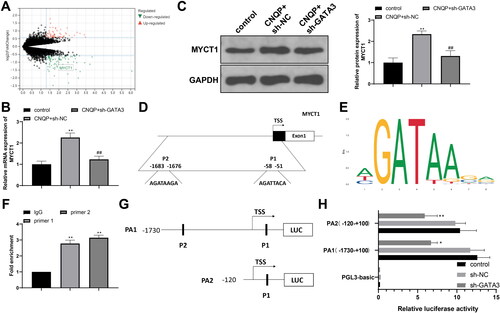 Figure 3. GATA3 promotes transcriptional expression of MYCT1. (A) Bioinformatics analysis of differentially expressed genes in PCOS. RT-qPCR (B) and western blotting (C) detection of MYCT1 mRNA and protein expression in KGN cells. (D) The binding sites for GATA3 in the MYCT1 promoter. (E) The binding motif of GATA3. (F) ChIP detection of the binding of GATA3 and the MYCT1 promoter. (G) Luciferase reporter vectors containing MYCT1 promoter fragments. (H) Dual-luciferase reporter assay detection of GATA3’s regulation of MYCT1 promoter activity. N = 3; *p < .05 and **p < .01, compared to the control, IgG, or sh-NC group; ##p < .01, compared to the CNQP + sh-NC group.