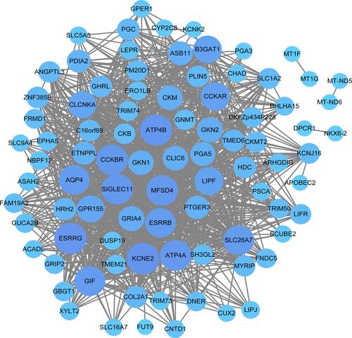Figure 4 Visualization of the royal blue module in the WGCNA co-expression network. The circle and gray edge line represents the genes in the modules and the edge, respectively. The larger circle represent the hub genes. WGCNA, Weighted Gene Co-Expression Network Analysis.