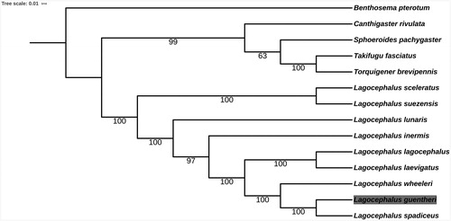 Figure 1. Phylogenetic relationships among 13 Tetraodontidae species and one Benthosema pterotum as the outgroup based on 12 PCGs. Bootstrap support values are given at the nodes. Mitochondrial genome accession number used in this phylogeny analysis: Lagocephalus sceleratus MH550879.1; L. lunaris GQ461750.1; L. lagocephalus AP011933.1; L. spadiceus NC_026194.2; L. suezensis NC_026229.1; L. inermis NC_029376.1; L. wheeleri AP009538.1; L. laevigatus NC_015345.1; Takifugu fasciatus NC_032400.1; Sphoeroides pachygaster AP006745.1; Torquigener brevipennis AP009537.1; Canthigaster rivulata AP006744.1; Benthosema pterotum NC_047480.1.