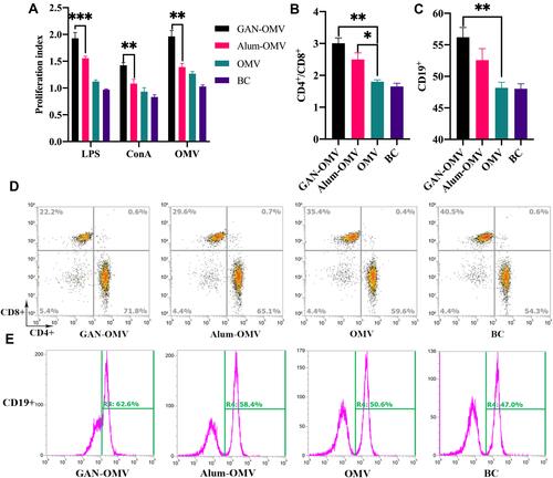 Figure 7 Splenocyte proliferation and differentiation of GAN-OMV-immunized mice. Mice (n=6) received either GAN-OMV, alum-OMV, OMV, or PBS (BC) in three doses in a 7-days interval. Splenocytes were collected after 4 weeks and stimulated with either LPS, ConA, or OMV. (A) The proliferation of LPS/ConA/OMV-stimulated lymphocytes from the spleen of immunized mice was measured by CCK-8 assay. (B) The quantitative data of (B) CD4+/CD8+ and (C) CD19+ splenocytes. Following CD3+ splenocyte gating, (D) CD4+ or CD8+ cells were analyzed. (E) CD19+ splenocytes were also analyzed by flow cytometry. *P<0.05, **P<0.01, ***P<0.001.