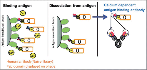 Figure 1. Scheme of identification of calcium-dependent antigen-binding antibody. A calcium-dependent antigen-binding antibody was obtained from a human naïve antibody library as follows: Fab-expressing phages were bound to the antigen in the presence of a calcium ion and dissociated in the absence of a calcium ion. After several rounds of panning, several phages were cloned. Phage clones with a calcium-dependent antigen-binding property were converted to human IgG1 format.