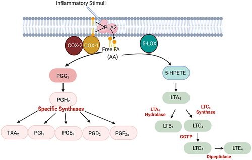 Figure 1 Overview of cyclooxygenase (COX) and lipoxygenase (LOX) pathways, generating prostanoids and leukotrienes, respectively, in response to inflammatory stimuli.