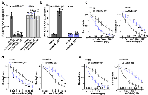 Figure 3. In lung adenocarcinoma cells, hsa_circMMD_007 was specifically knocked out using shRNA. A: Relative expression level of cirMMD_007 was lower in sh1-cirMMD_007, sh2-cirMMD_007, sh3-cirMMD_007 group (p < 0.01). Relative expression level of MMD was found to be statistically insignificant between the sh-NC, sh1-circMMD_007, sh2-circMMD_007, and sh3-circMMD_007 groups (p > 0.05). B: successful transfections of circMMD_007 overexpression and knockdown had been verified. C: When compared with the normal control group, lower survival rate in the sh-circMMD_007 group was observed, when treated with Docetaxel. In comparison with vector group (p < 0.01), higher survival rates were observed in circMMD_007 group. D: In comparison with normal control group, lower survival rate in the sh-circMMD_007 group was observed, when treated with Doxorubicin. In comparison with vector group (p < 0.01), higher survival rates were observed in circMMD_007 group. E: In comparison with normal control group, lower survival rate in the sh-circMMD_007 group was observed, when treated with Gefitinib. In comparison with vector group (p < 0.01), higher survival rates were observed in circMMD_007 group.