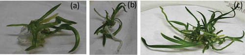 Figure 5. The in-vitro plant growth assay of Cymbidium aliofolium from the protocorms stage for 90 days on Murashige and Skoog (MS) medium control (a), MS + IAA (1 µg per ml) (b), MS media supplemented with CVS4 fungal elicitors (c).