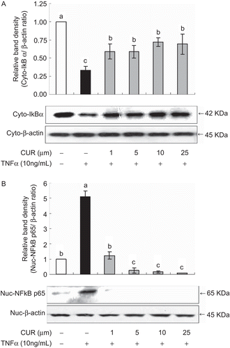 Figure 8.  Effect of curcumin on TNFα -induced nuclear factor-κB (NFκB) activation in HUVECs. HUVECs were pretreated with different concentrations of curcumin for 1h before being incubated with 10 ng/mL TNFα for 12h and subjected to western blot to analyse the expression of cytosolic IκBα (A) and nuclear NFκB p65 (B). A representative figure was calculated and compared with quantification of bands from the vehicle by densitometry. Values are mean ± SD (n = 3). *a-cBars with different letters are significantly different at p <0.05 by Tukey’s test.