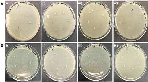 Figure 17 Antibacterial activity of curcumin-loaded A. heterophylla nanocarrier. (A) Water as solvent, and (B) Ethanol as solvent: i) Staphylococcus aureus, ii) Bacillus sp., iii) Klebsiella sp., iv) Escherichia coli.