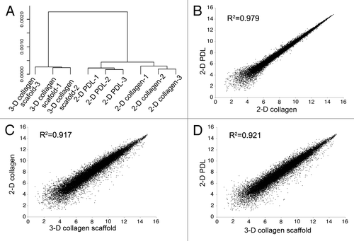 Figure 1. Transcriptional profiles analysis between NSCs cultured under 2-D and 3-D conditions. A. Unsupervised clustering analysis of the NSCs cultured in 3-D collagen scaffolds, 2-D PDL-coating dishes and 2-D collagen-coating dishes based on microarray expression data. B-D, scatter plot of microarray data comparing NSCs cultured in 3-D and 2-D culture conditions.