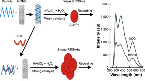 Figure 1 Scheme of peptide-controlling GONR catalytic reaction–RRS detection of hCG.Abbreviations: Abs, absorption; AuNP, gold nanoparticle; au, atomic unit; GONR, graphene oxide nanoribbon; hCG, human chorionic gonadotropin; RRS, resonance Rayleigh scattering.