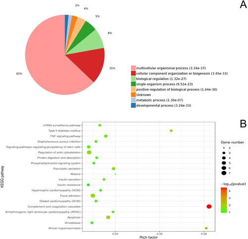 Figure 3. GO functional enrichment analysis (A) and KEGG pathway enrichment analysis (B) of differentially expressed proteins between the short-term captive and long-term captive groups.